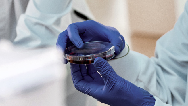 Gloved hands holding a petri dish containing a sample in a laboratory